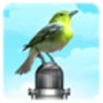 bird sound and picture android application logo